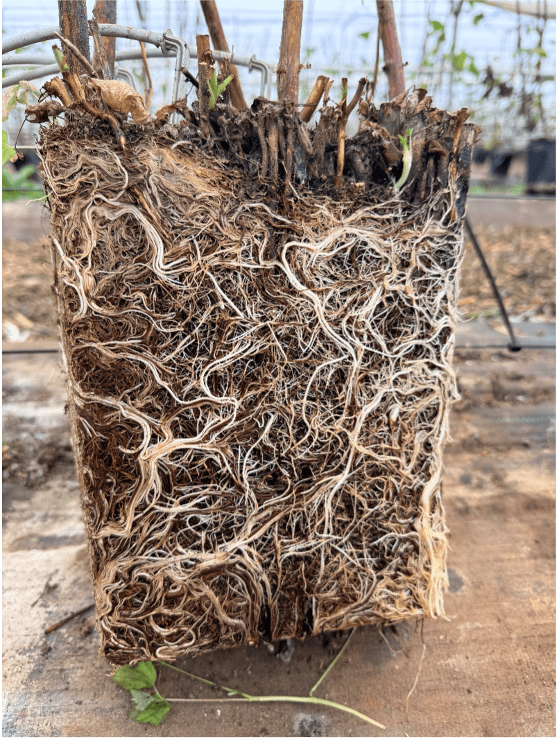 Dense white root block grown in OxyFusion coir, showing healthy root fill through the substrate