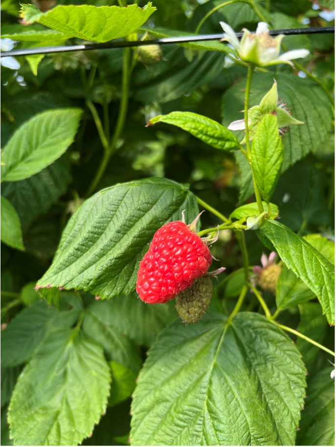 Raspberry