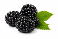 Blackberry