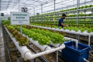 Hydroponic Systems