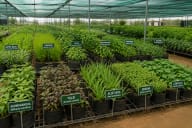 Medicinal Cannabis