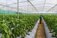 Protected Cropping