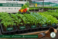 Vegetable Seedlings