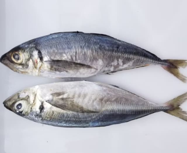 poisson maquereau