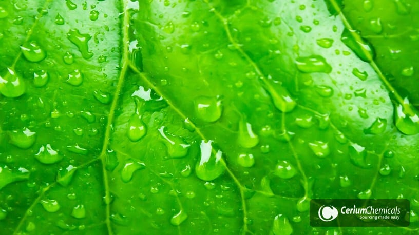 Water droplets on a broad green leaf
