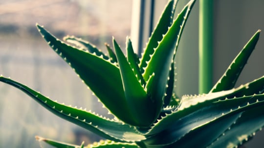 An aloe vera plant in daylight