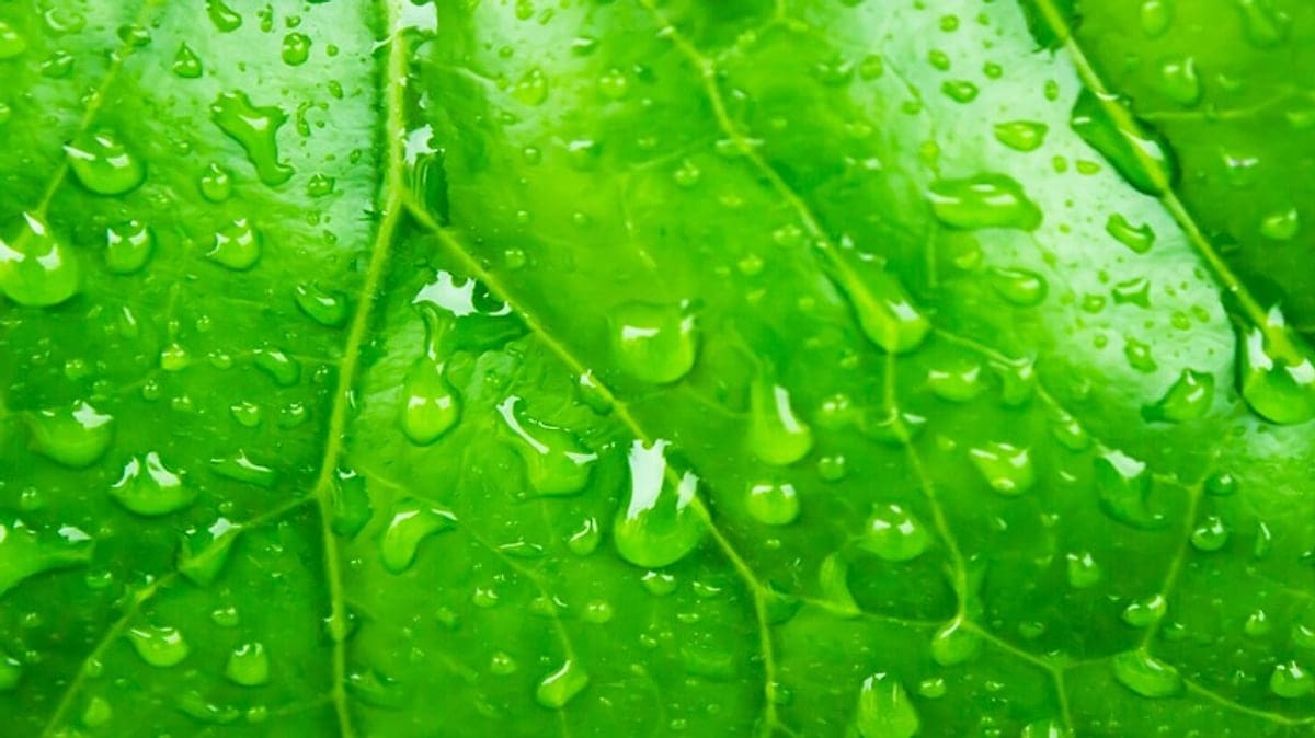 Close-up of a green leaf covered in water droplets