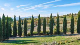 Casole d'Elsa, Italy - Image 9