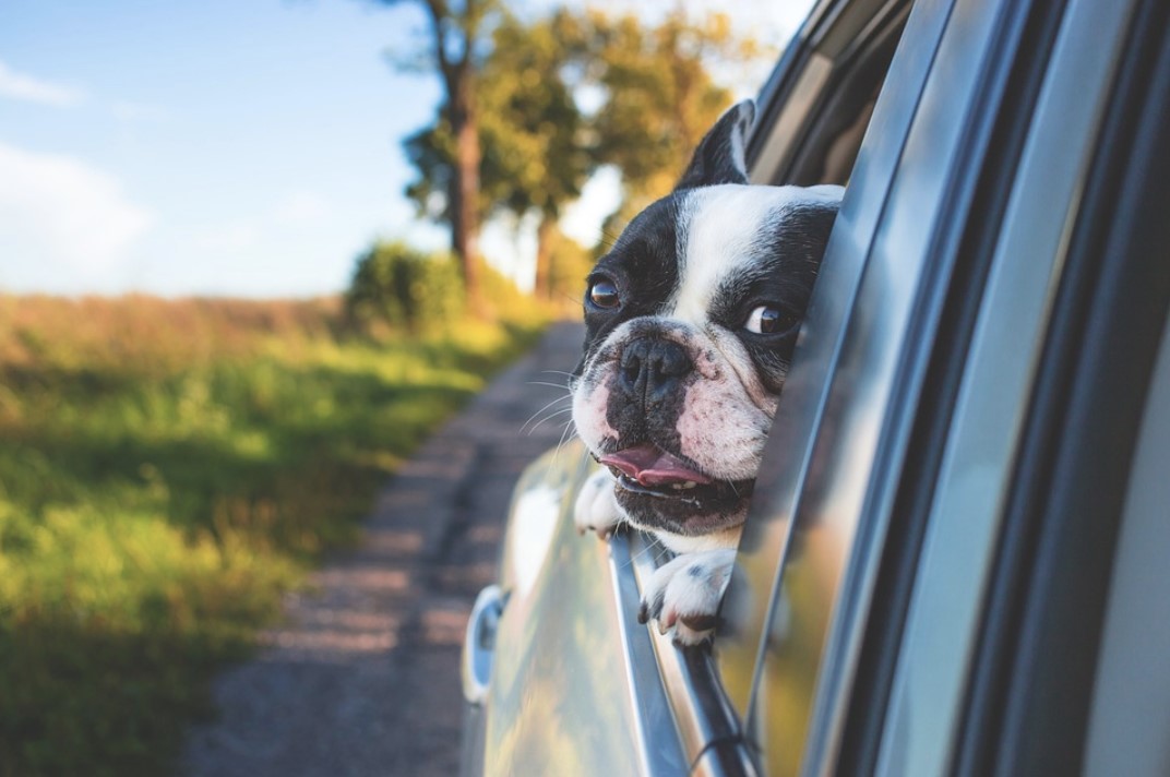 Dog riding in a car