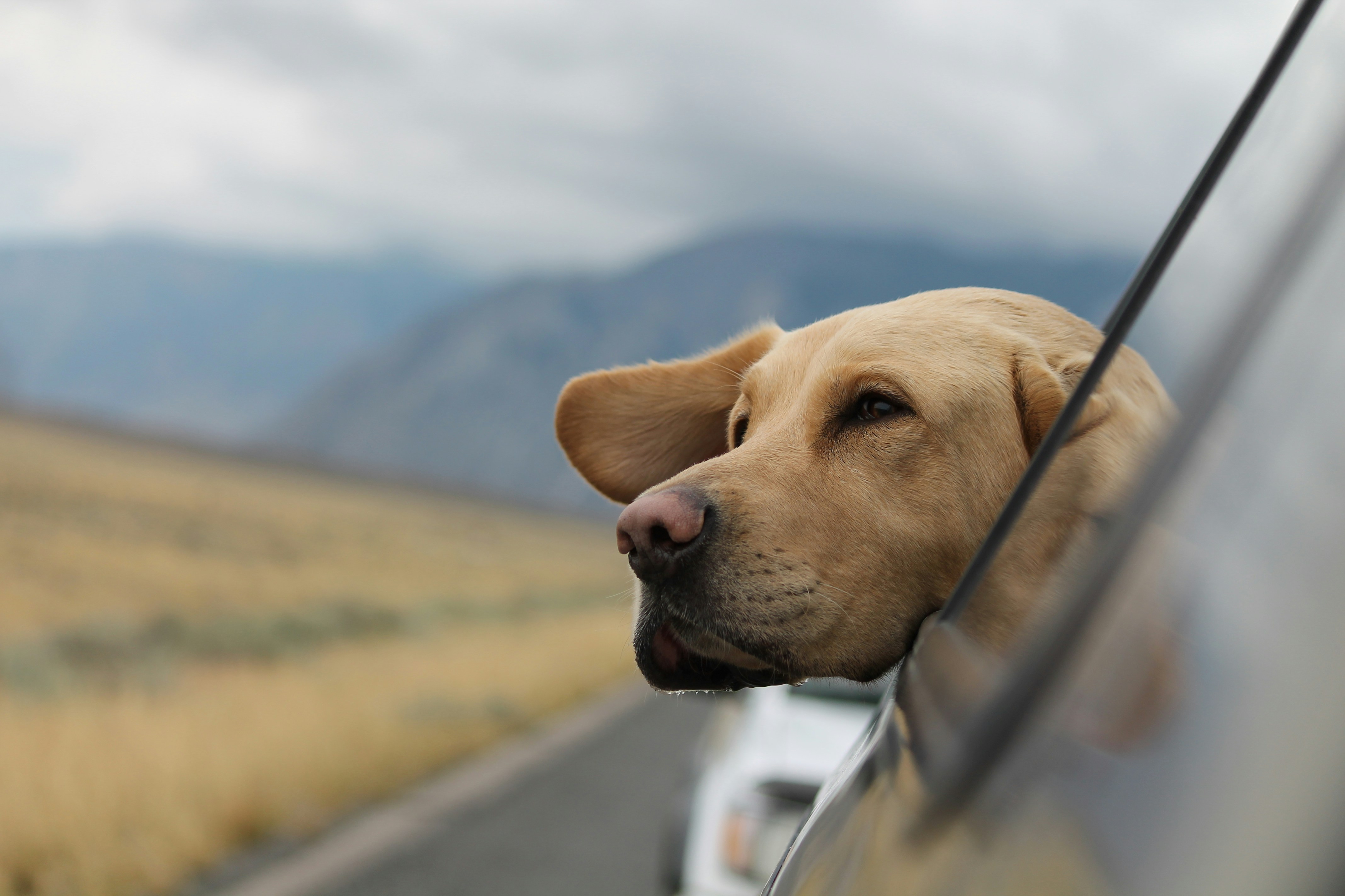 yellow lab dog leaning out of car window, mountain and field out of focus in background