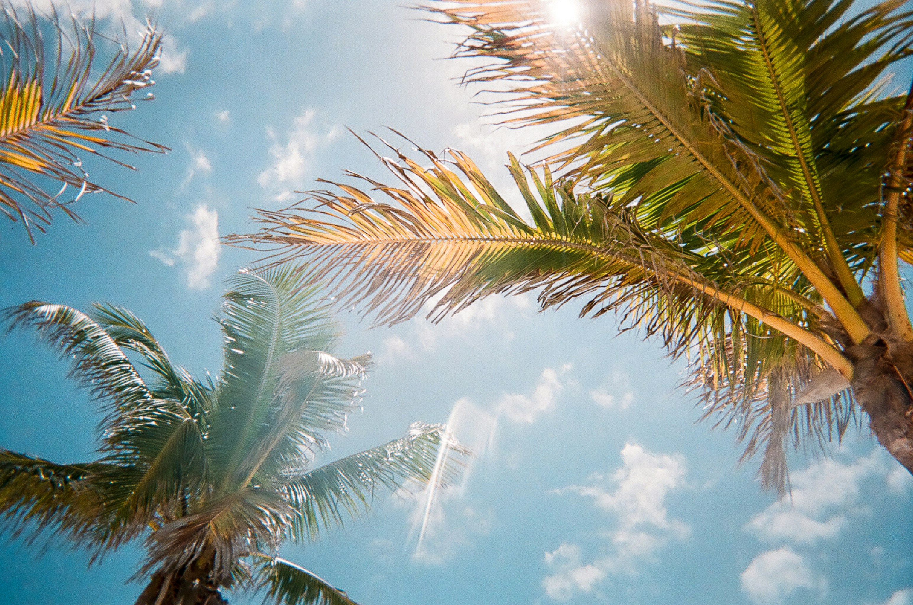 palm trees on a. sunny day