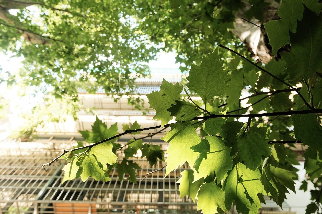 Green canopy over a grate