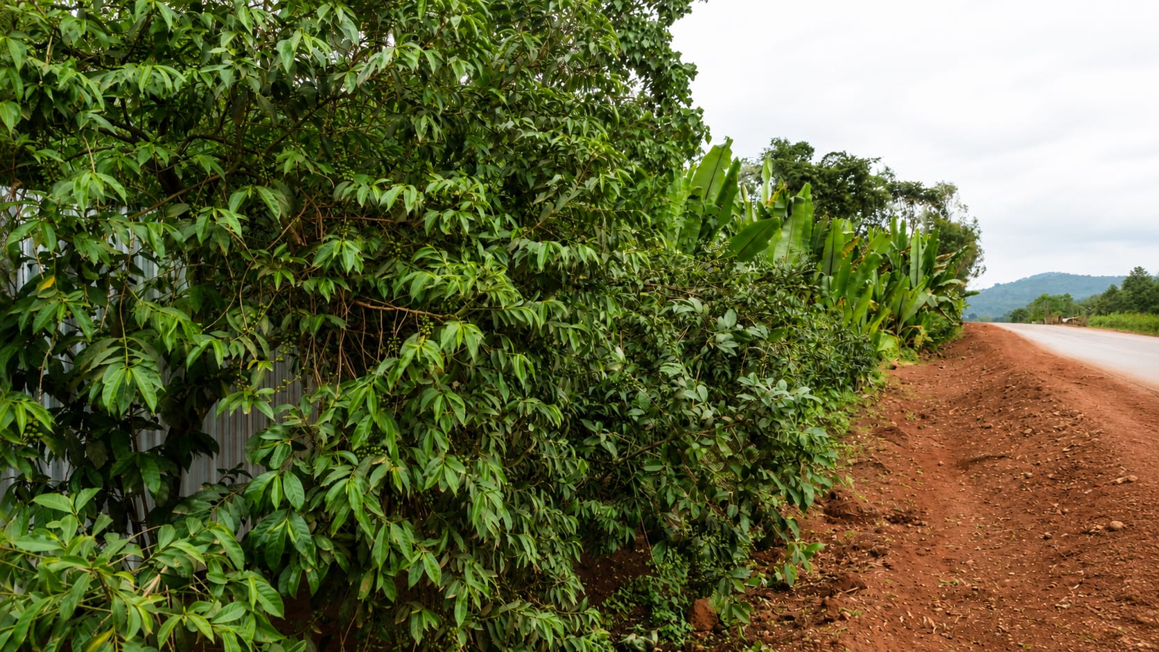 Gedeo Living Landscape & Yirgacheffe