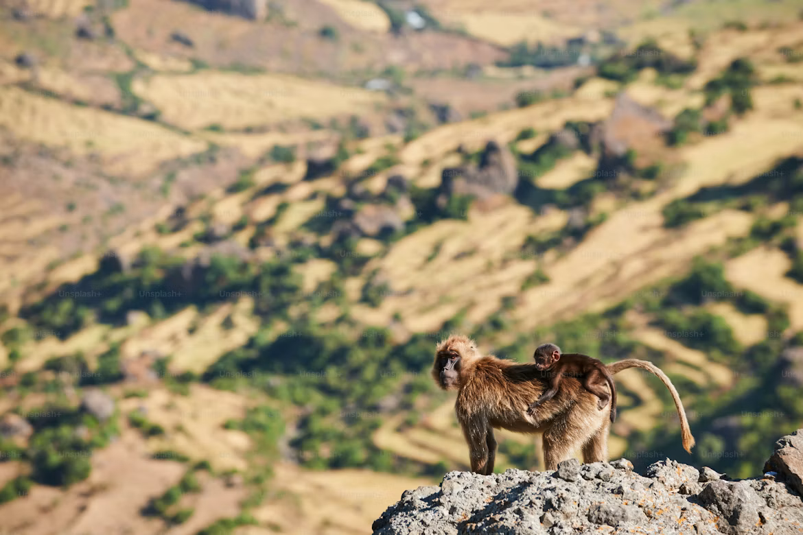 Simien Mountains National Park