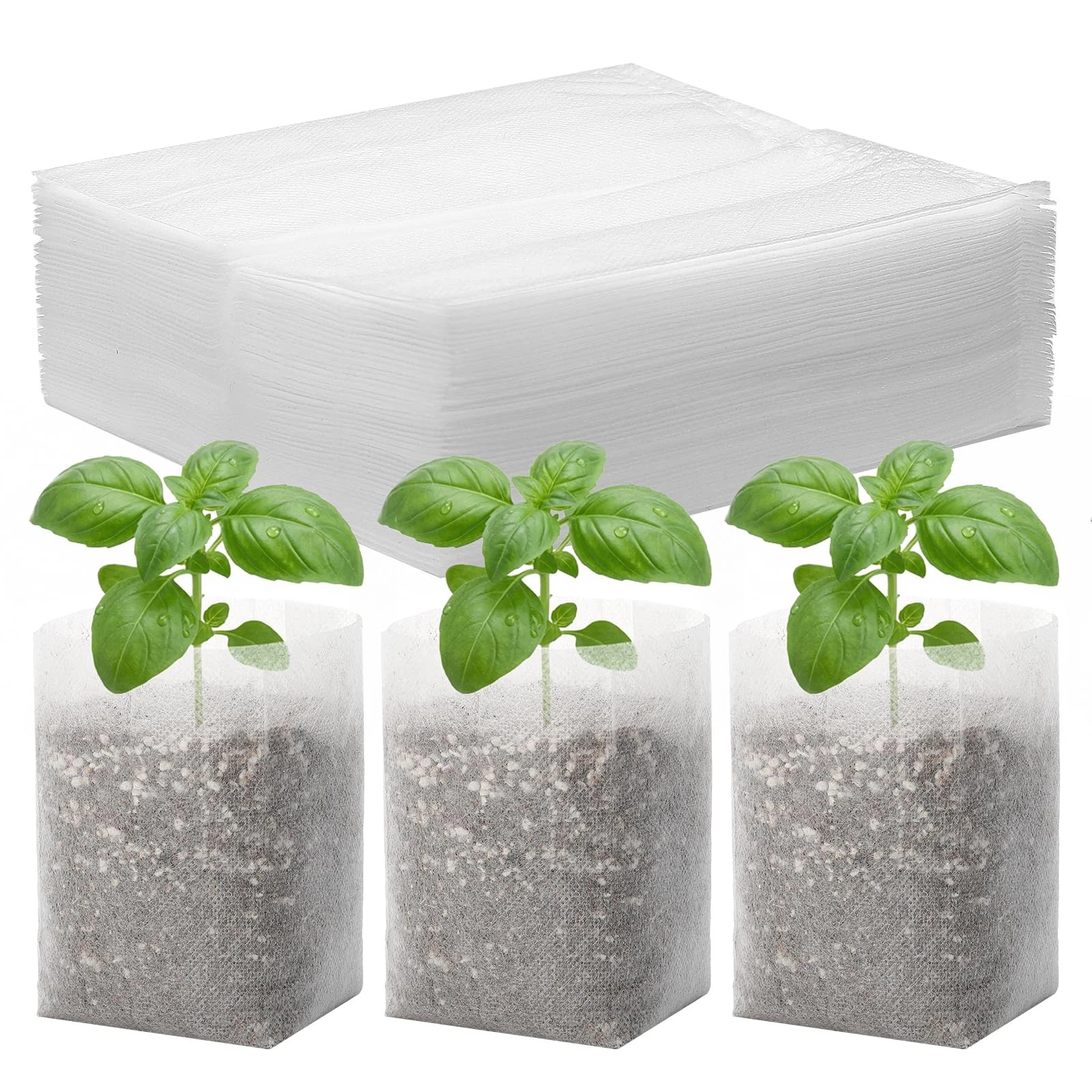 Tomato Seedlings 100pc 2