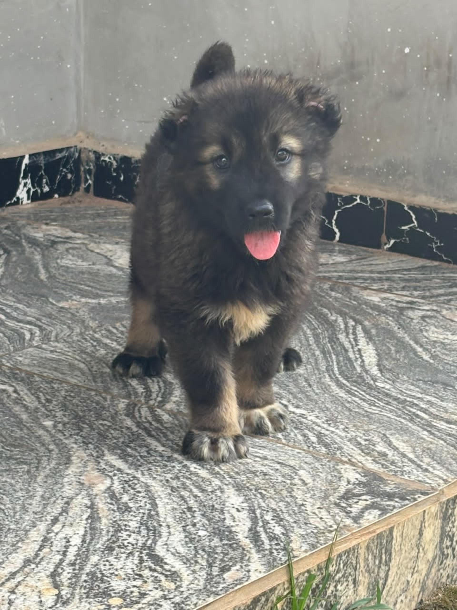 Caucasian puppies