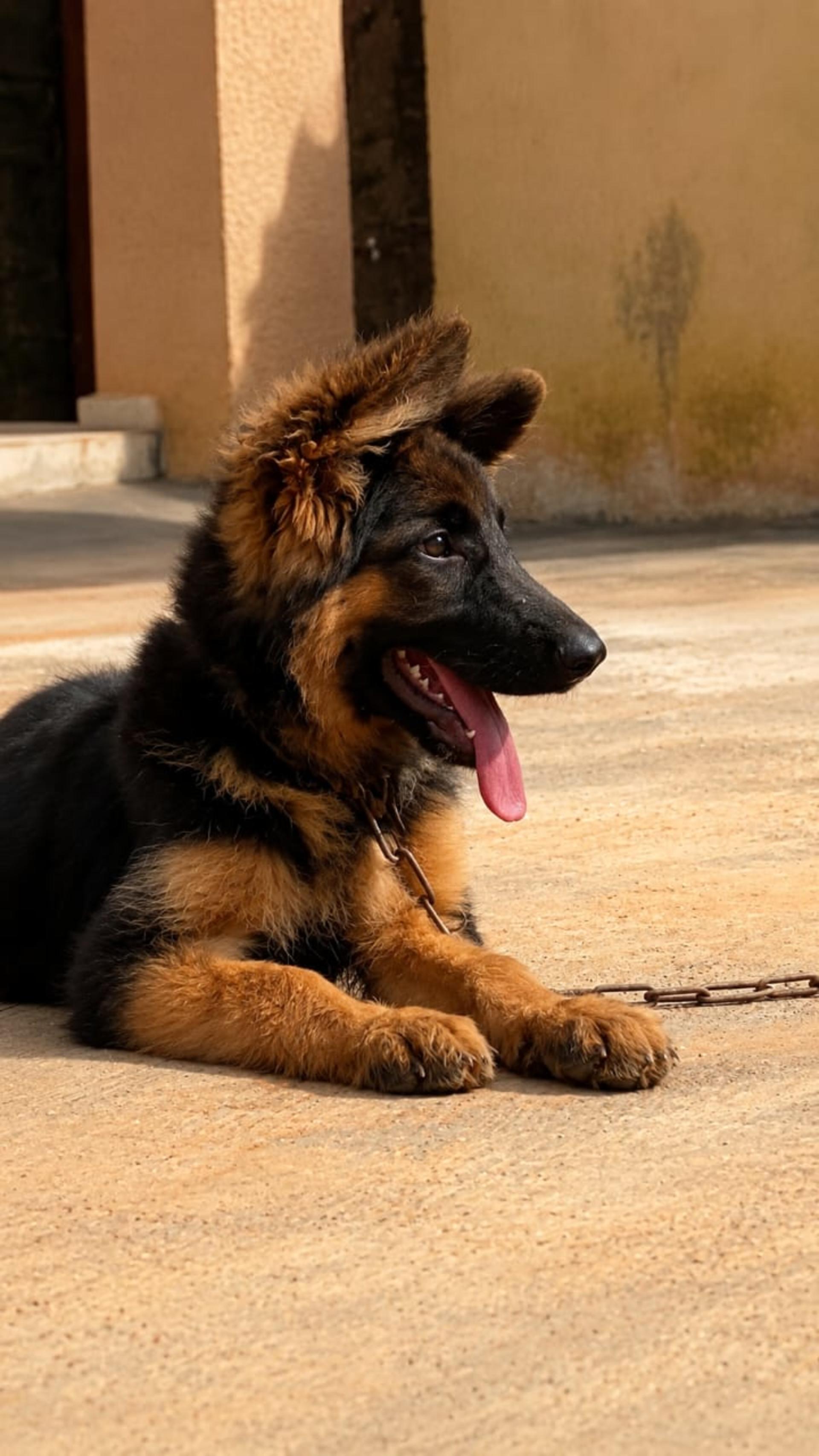 Solid slant back German shepherd