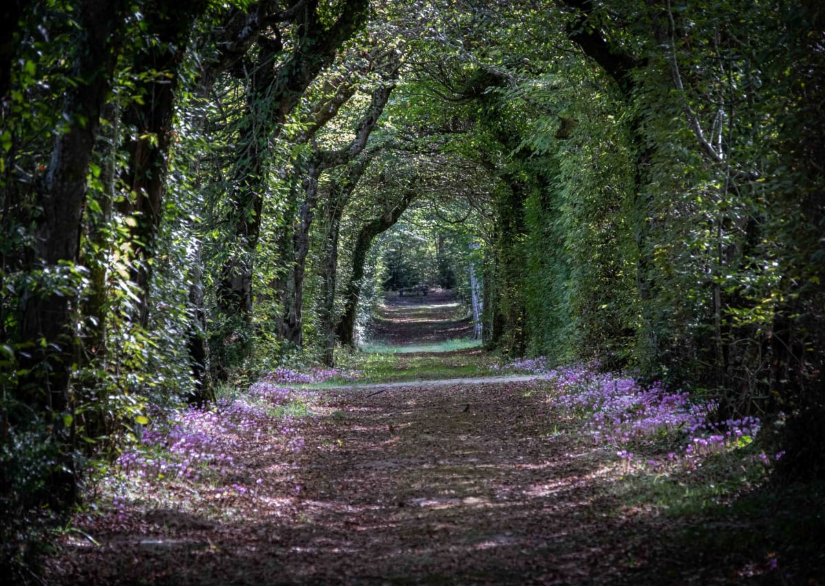 Allée couverte de charmes tapissée de cyclamens dans le parc de La Borde en Sologne
