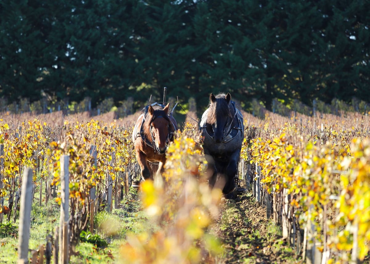Deux chevaux de trait labourent les vignes dorées par l'automne au Château Smith Haut Lafitte, voisin des Sources de Caudalie à Martillac