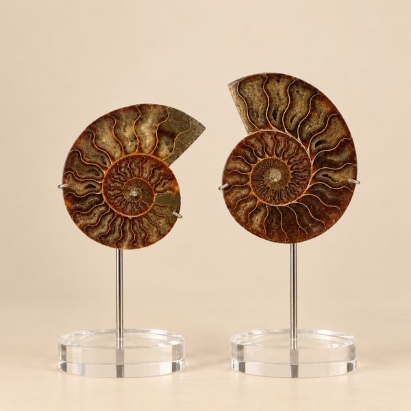Natural Ammonite Fossil on Acrylic Stand