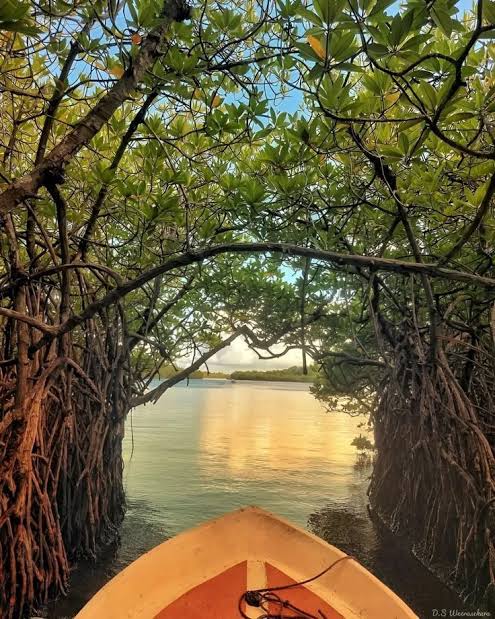 Tranquil stretch of the Bentota river surrounded by tropical greenery