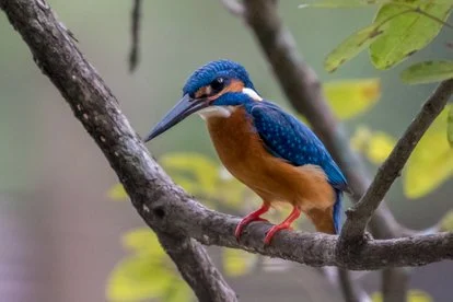 Blue and orange kingfisher perched on a branch