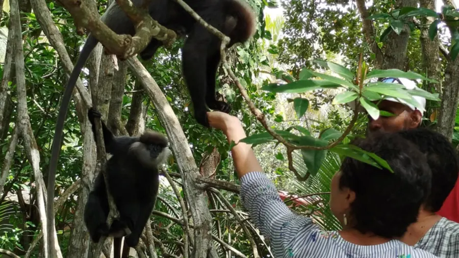 Visitors observing monkeys in the riverside forest