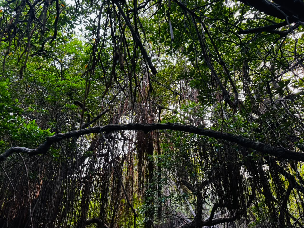 Dense mangrove canopy above a shaded waterway