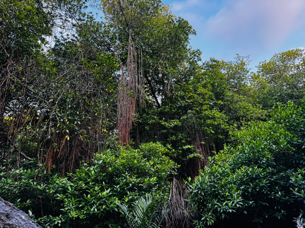Lush mangrove vegetation beside the Bentota River