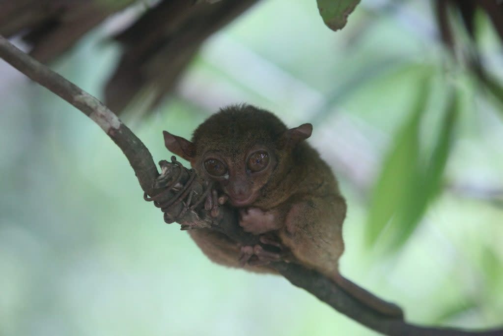 bohol tour package tarsier