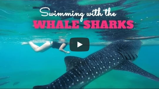 Oslob Whale Shark