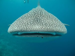 oslob whale shark watching cebu tour package