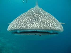 oslob whale shark watching cebu tour package