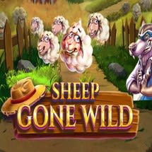 Sheep Gone Wild