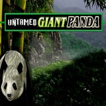 Untamed Giant Panda