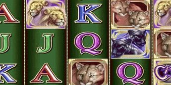 Cats Slot Cats Slot