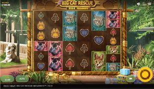Big Cat Rescue Megaways Slot Big Cat Rescue Megaways Slot