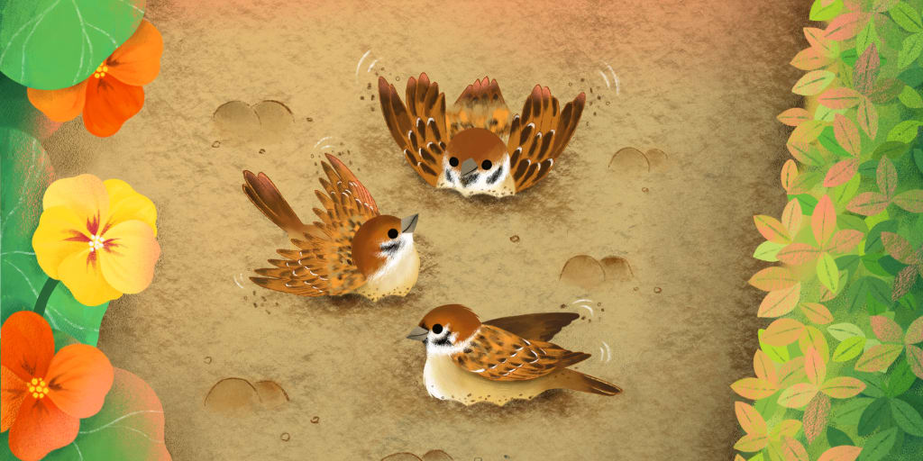 sparrows bath