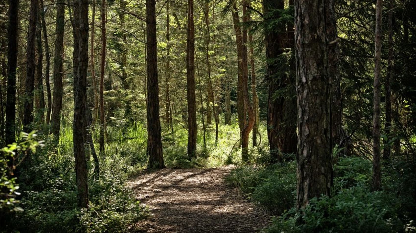 A pine forest on the island of Cyprus