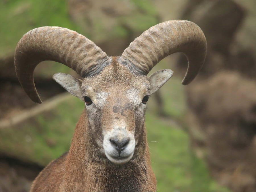 The Cyprus mouflon, a wild sheep found only on Cyprus