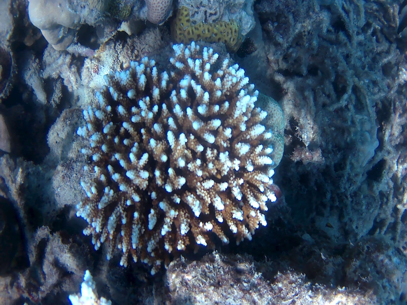 Coral Reef Close-Up