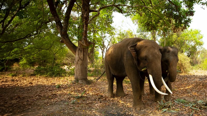 Guardians of gentle giants