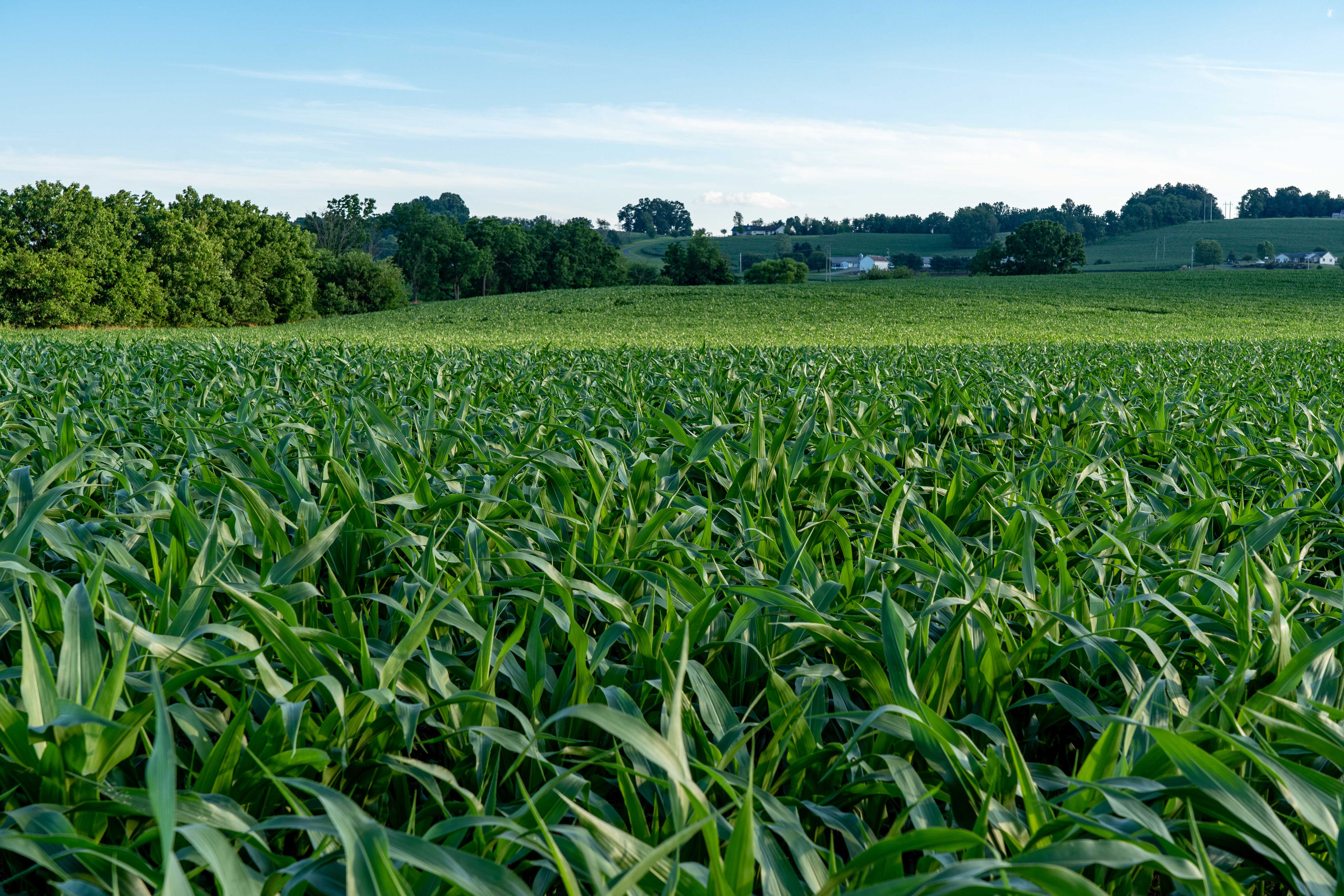 Maize Grain