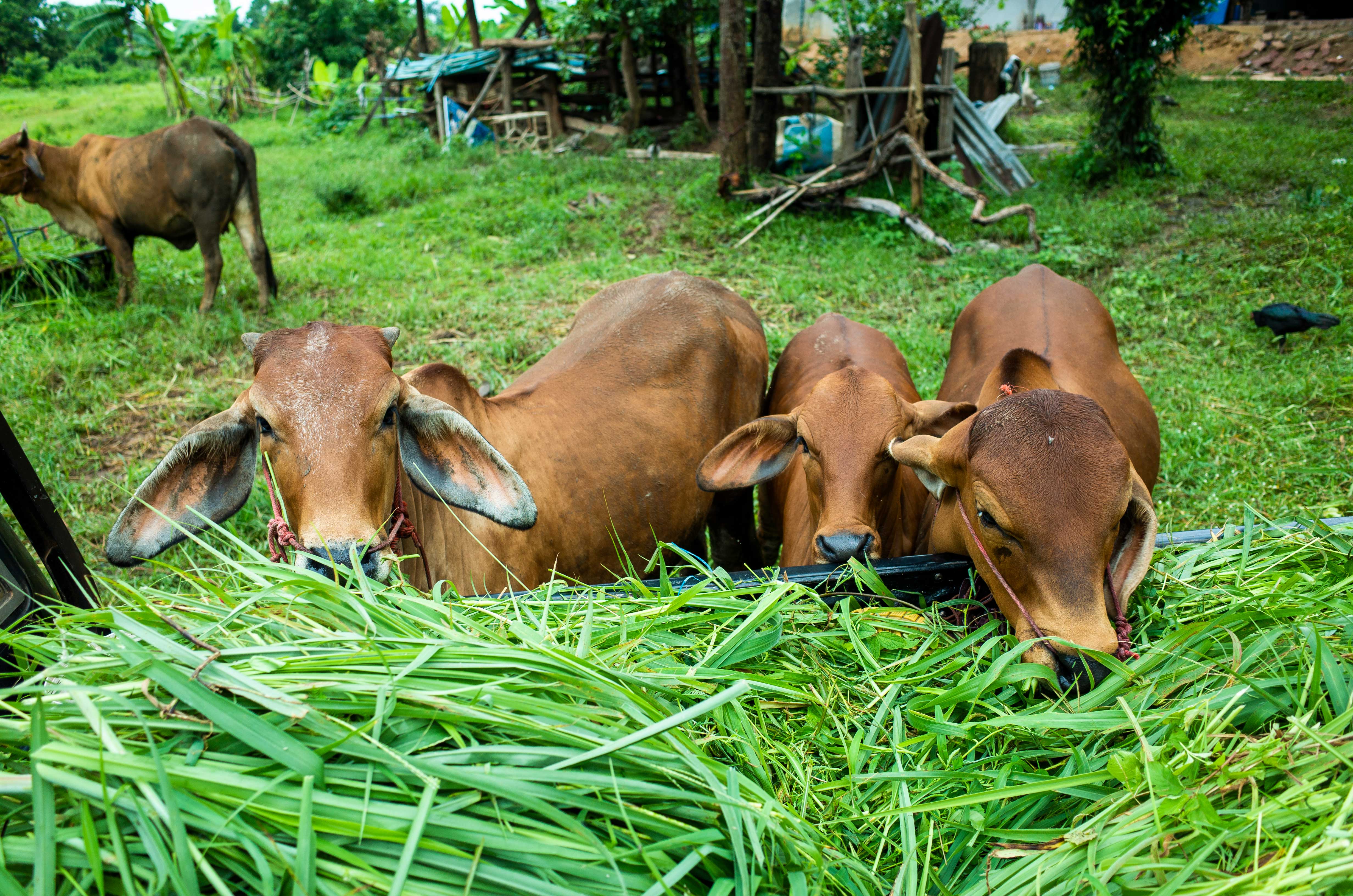 Livestock Solutions