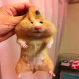 ぷにょた