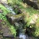 ただの老海鼠