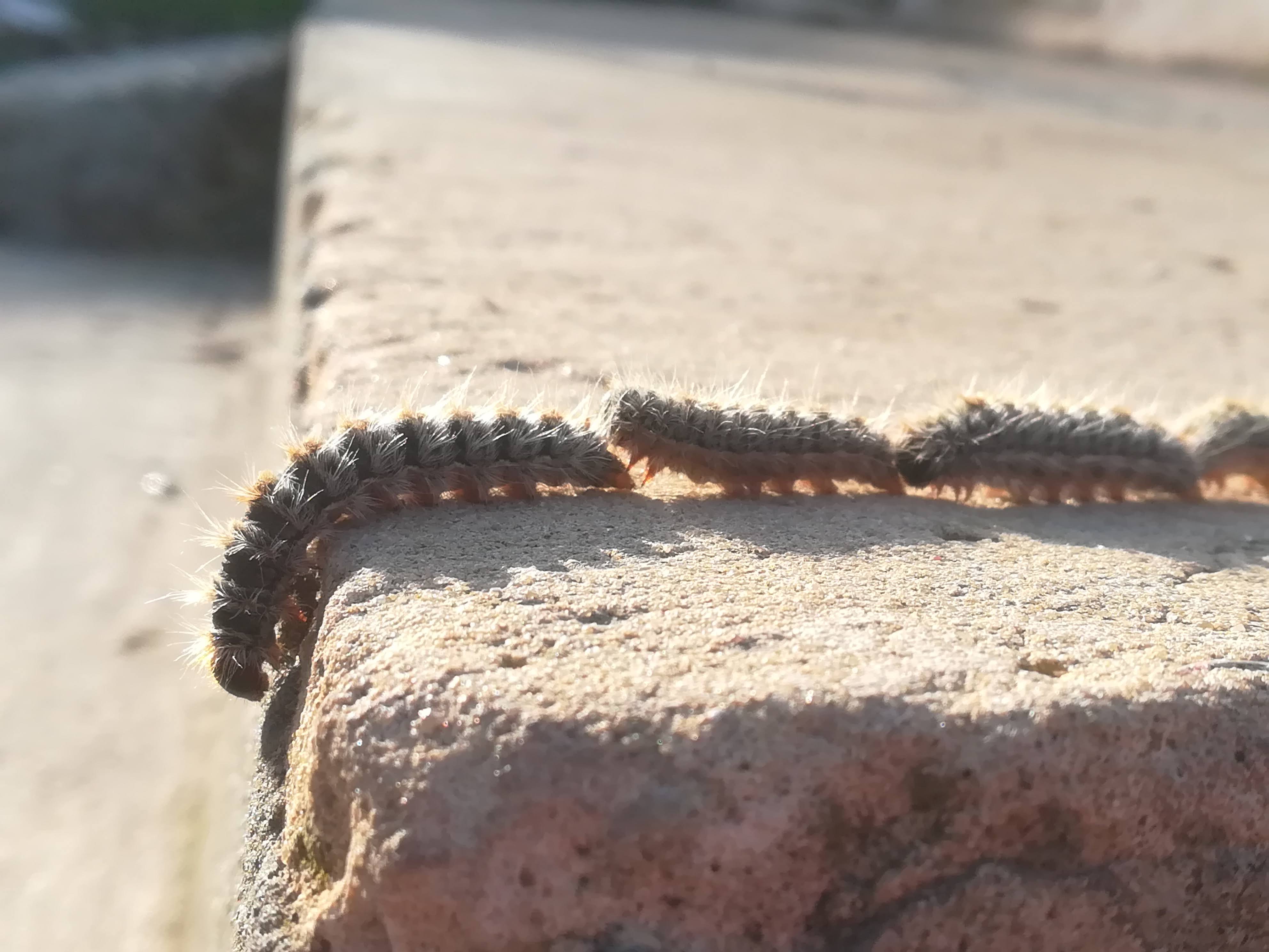 Une procession de chenilles