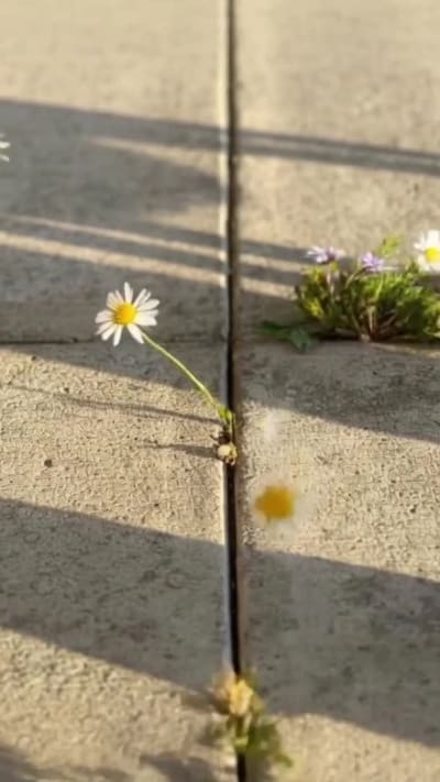 New York in Bloom — Atomic