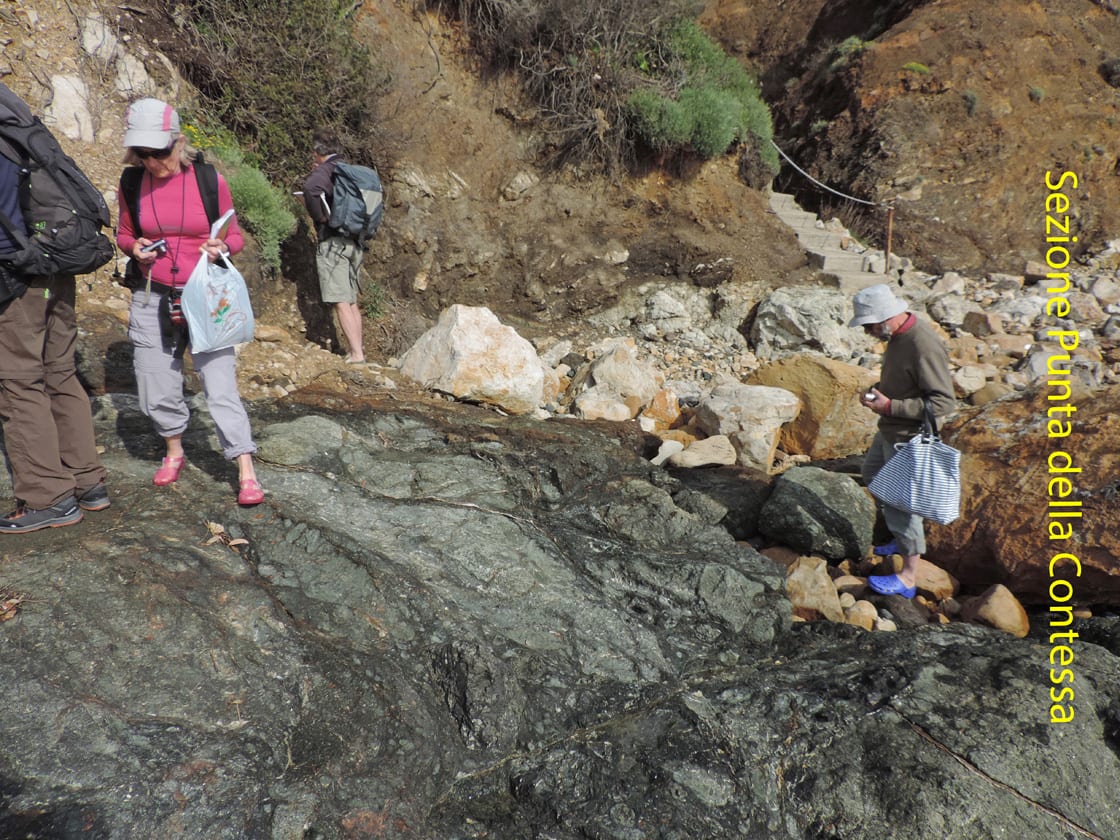 02a. La sezione geologica di Punta della Contessa comprende, dal basso verso l'alto, serpentiniti con rocce magmatiche del fondo oceanico, poi un'intrusione recente di granito di San Martino, quindi la serie delle Argille a Palombini (flysch cretacico inferiore).