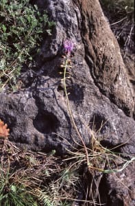 7.Évidences de la remontée finale : filon de chlorite dans les serpentinites. Ici gravé en cupules, signes mystérieux difficiles à dater sans contexte archéologique.